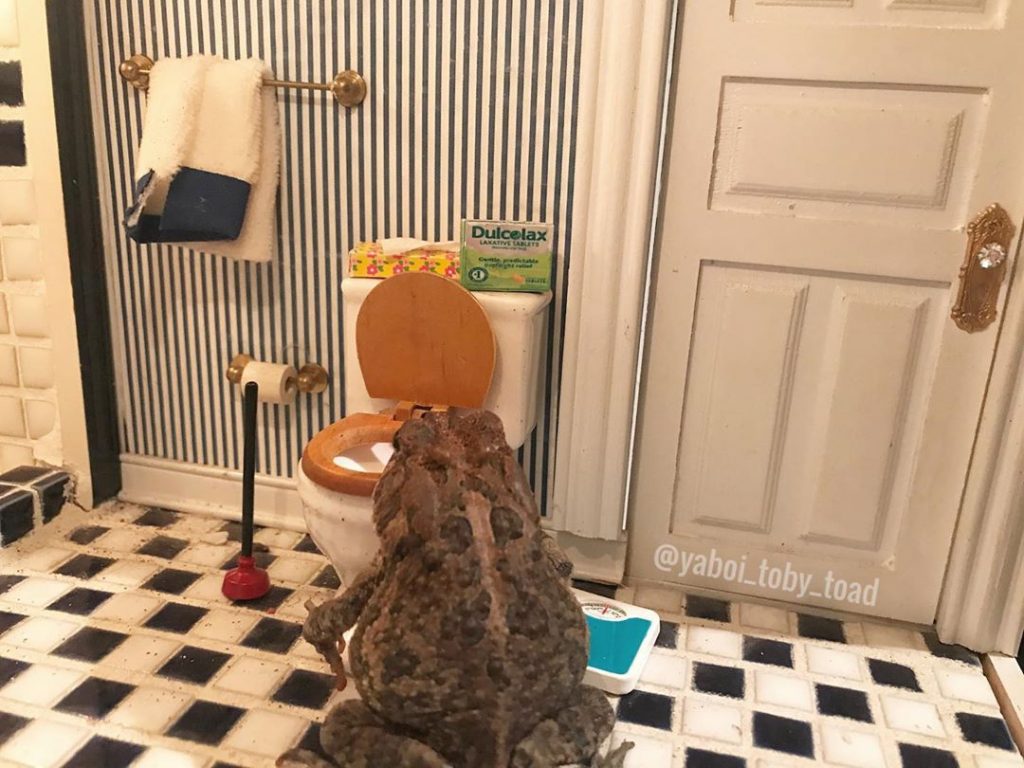 Meet the Internet’s Newest Obsession: Toby, the Toad!