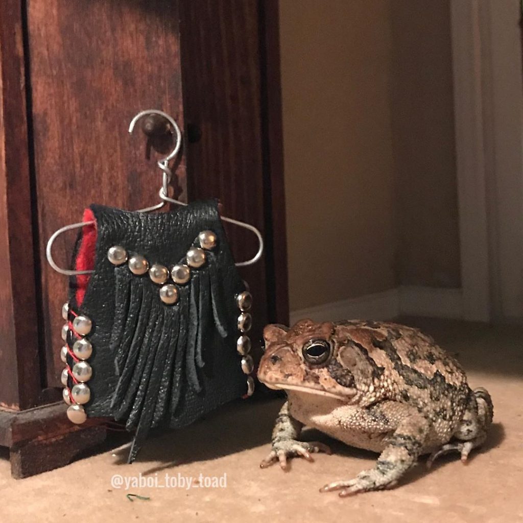 Meet the Newest Obsession Toby, the Toad!