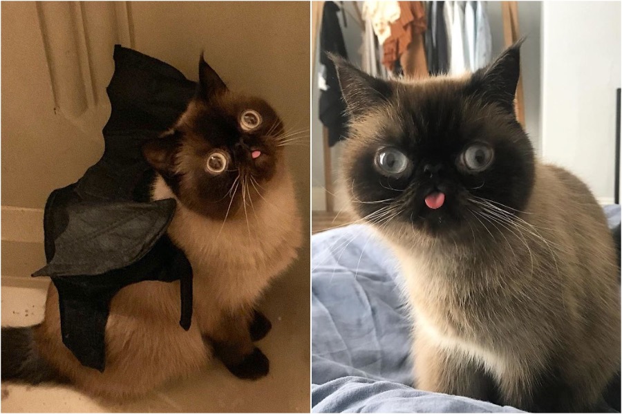 Meet Ikiru The Cat King Of Blep #6 | Zestradar