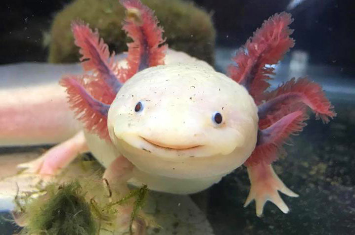 axolotl colors green