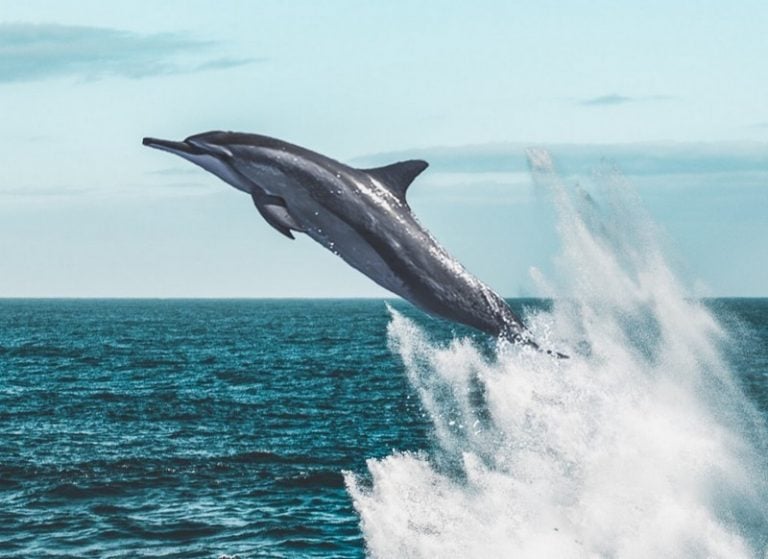 6 Reasons Sharks Are Afraid of Dolphins