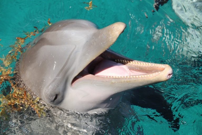 6 Reasons Sharks Are Afraid of Dolphins