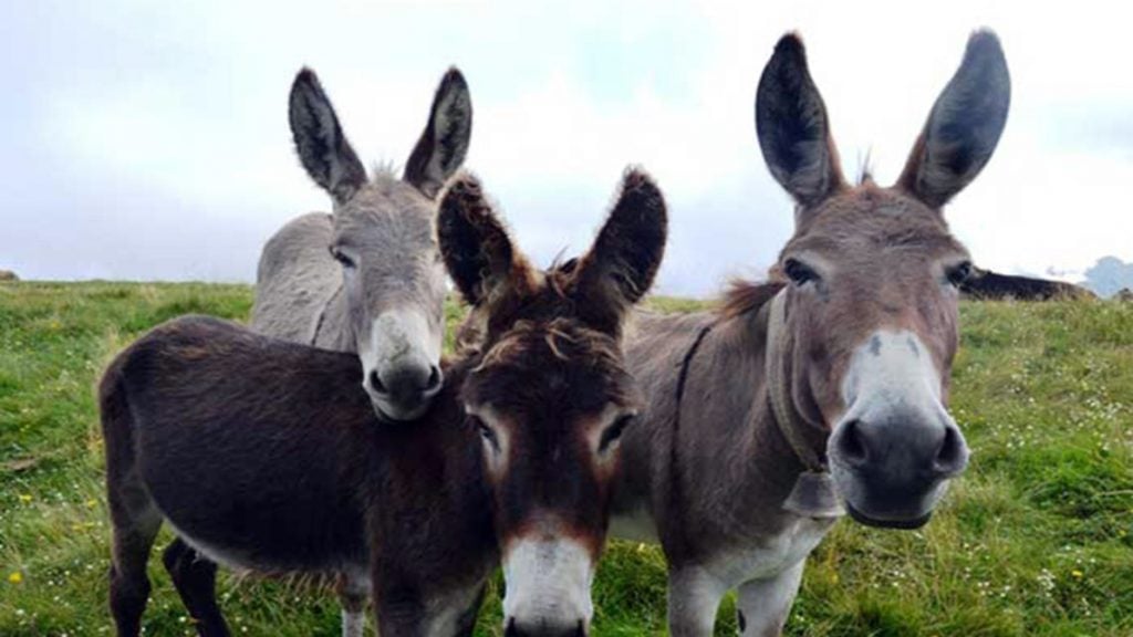 Ogni segno zodiacale ha il suo animale domestico. Il tuo qual è?