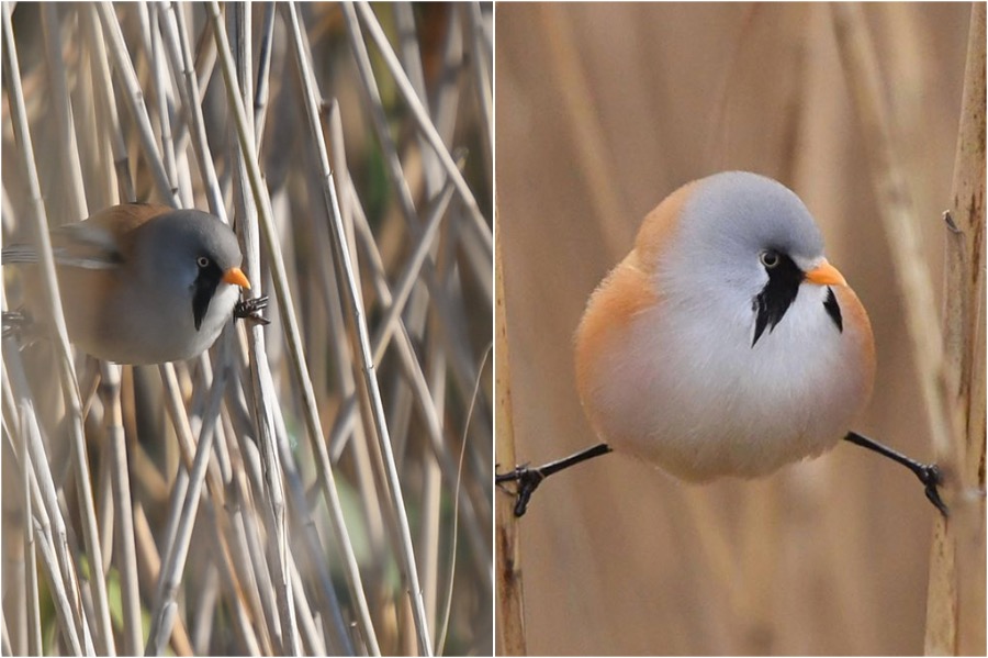 #6 | These Moustached Fluffy Birds Will Make Your Day | Zestradar