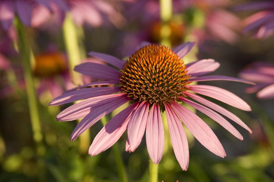 Preparation | How to Grow Echinacea at Home | Zestradar