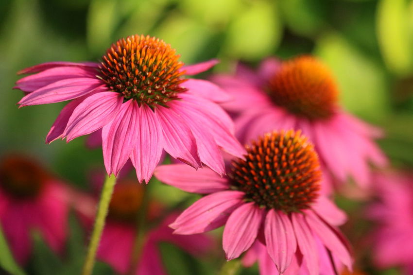 Watering | How to Grow Echinacea at Home | Zestradar