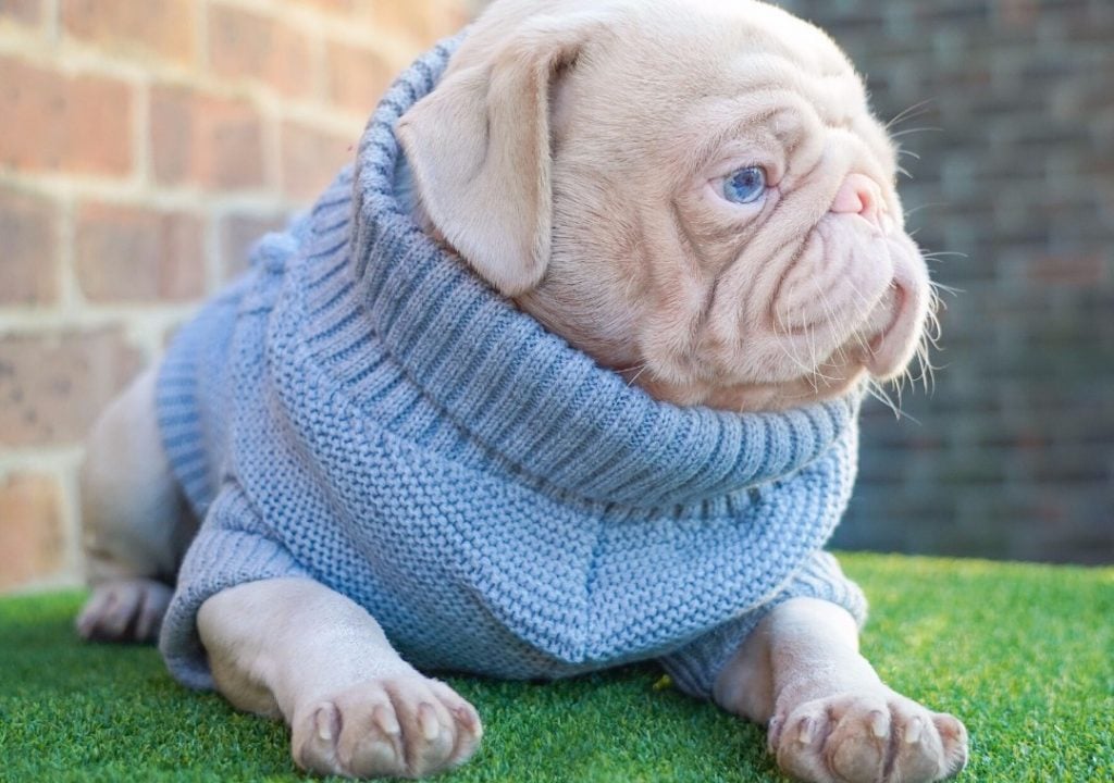 A Rare Pink Pug Wins The Hearts of Over 76,000 Instagram Followers