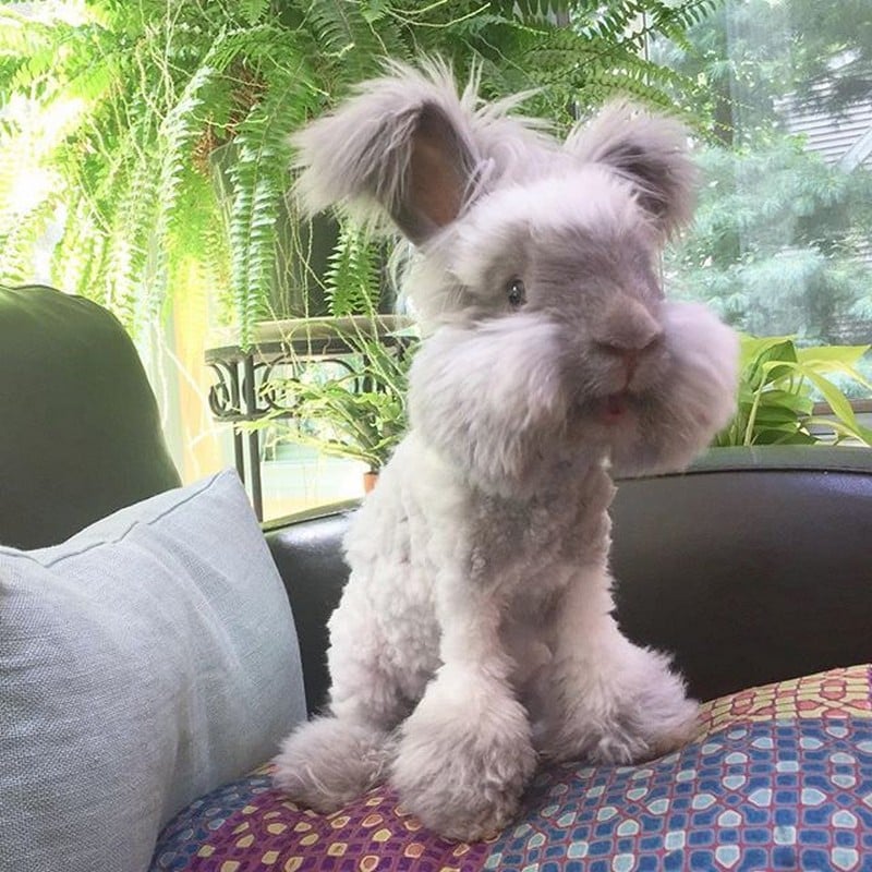 Unusual Animals That Still Look Charming