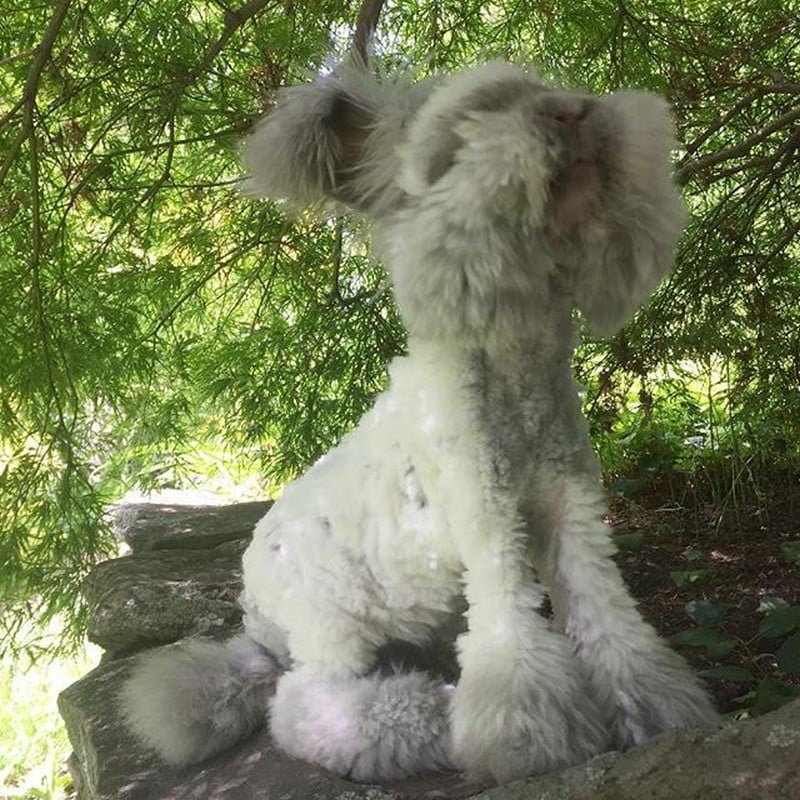 Unusual Animals That Still Look Charming