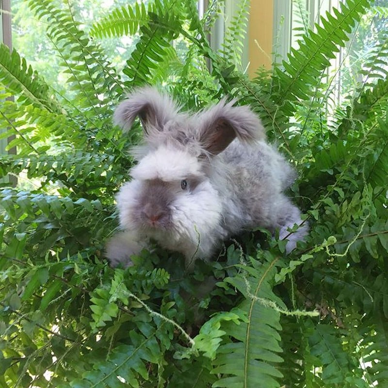Unusual Animals That Still Look Charming
