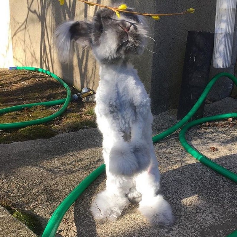 Unusual Animals That Still Look Charming