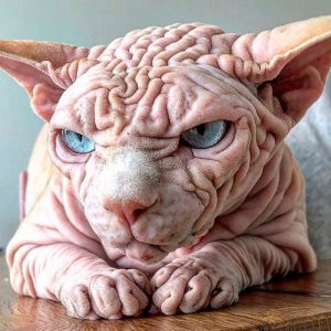 Xherdan The Naked Cat is Taking Over Instagram