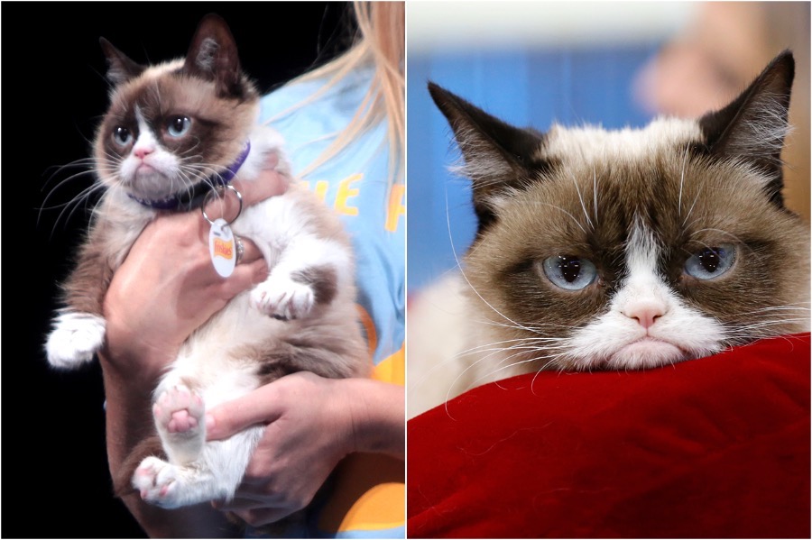 Grumpy Cat | 10 Richest Animals In The World | Zestradar