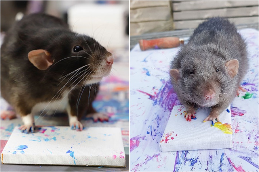 #8 | Tiny Paintings Done By Rats Will Brighten Your Day | Zestradar