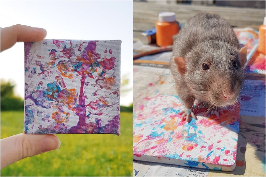 Tiny Paintings Done By Rats Will Brighten Your Day | Zestradar