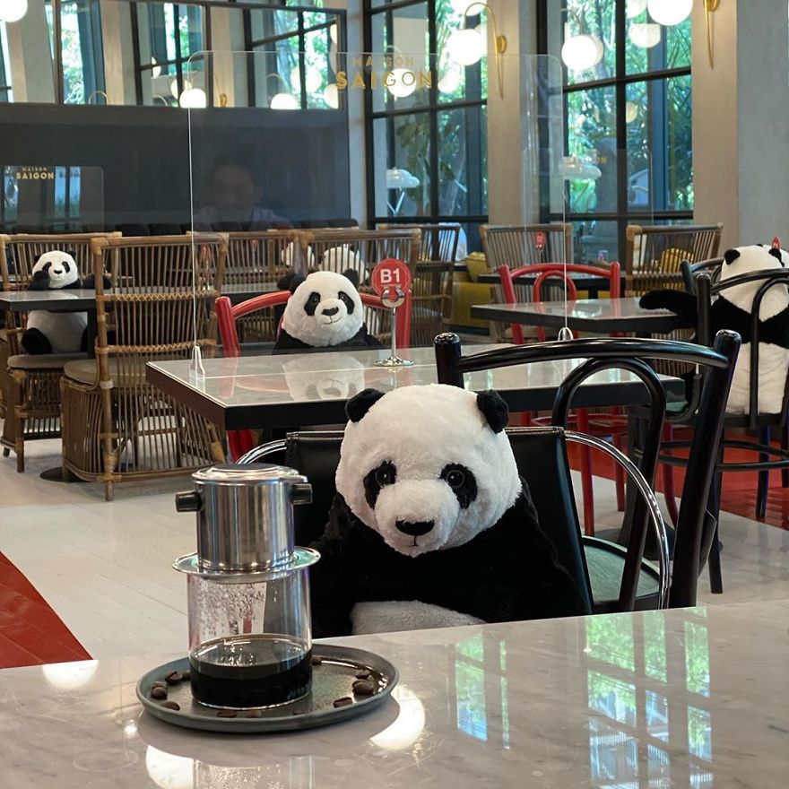 #11 | Restaurant in Thailand Brings Pandas to the Table to Promote Social Distancing | Zestradar