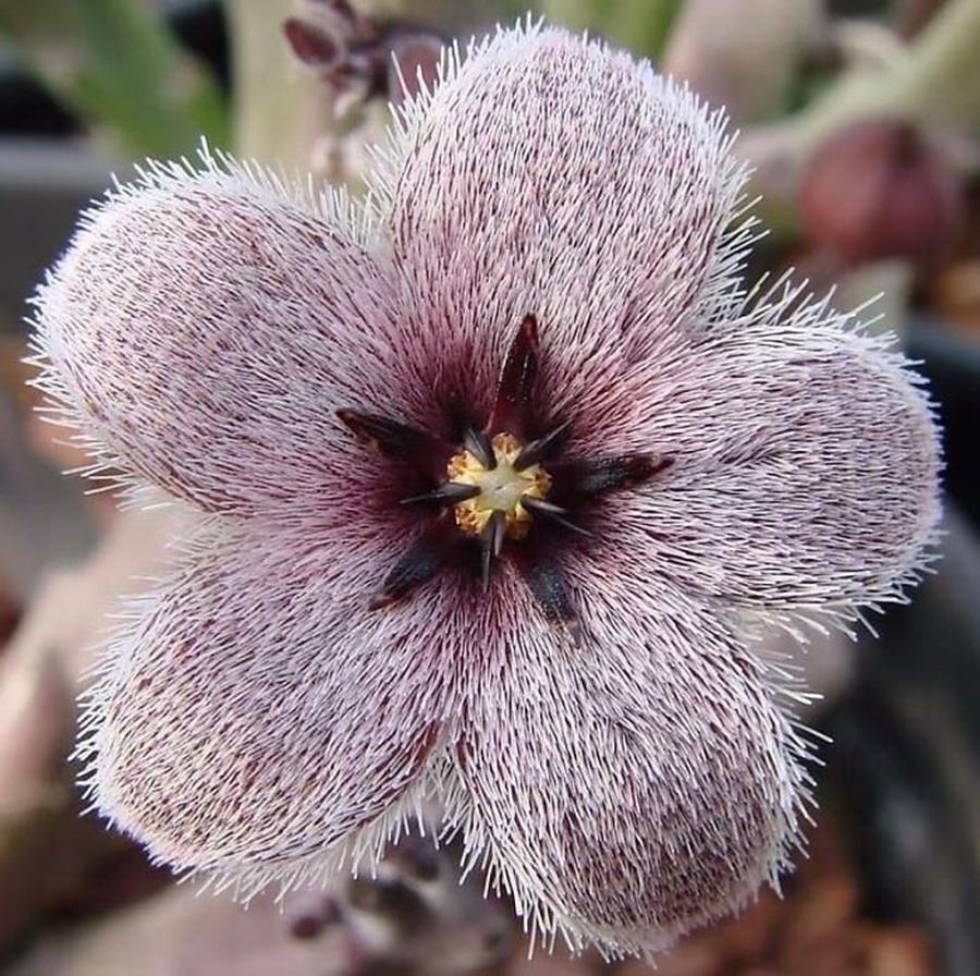 Stapelia | 15 Beautiful Succulents That Look Like Something from Another Planet | Zestradar
