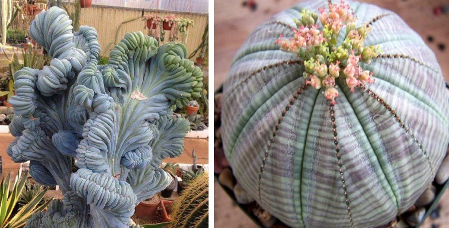 15 Beautiful Succulents That Look Like Something from Another Planet | Zestradar