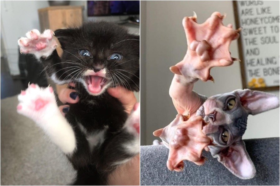 Murder Mittens That Will Shred Your Heart | Zestradar
