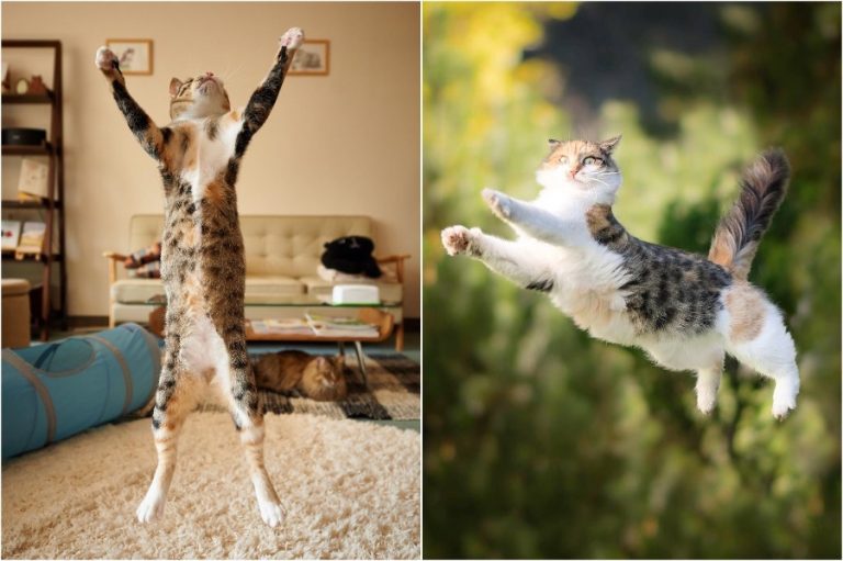 The Ultimate Flying Cats