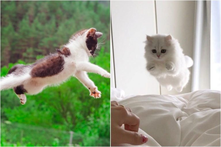 ≡ The Ultimate Flying Cats Brain Berries