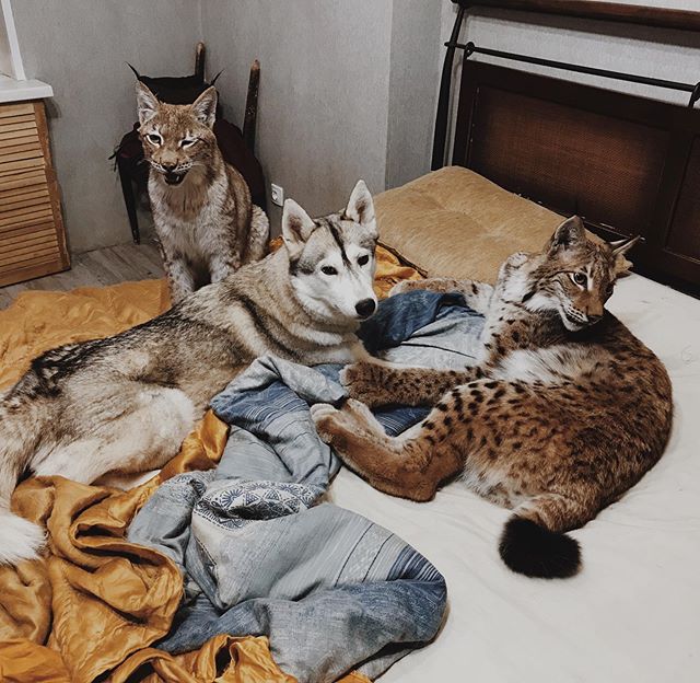 Russian Girl Adopts Cute Lynx Kittens And Becomes An Internet Sensation