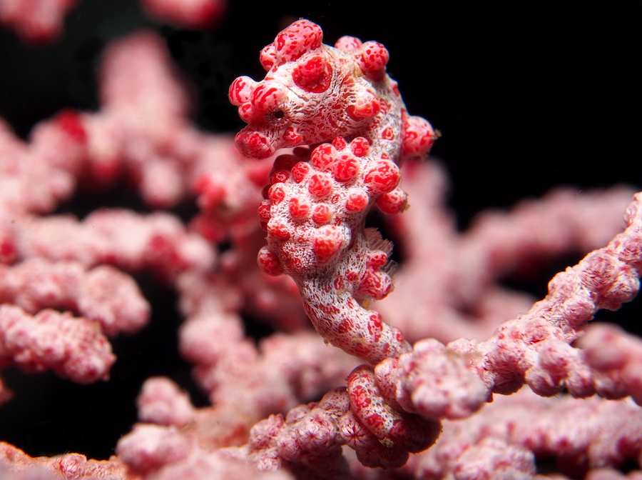 Bargibanti Pygmy Seahorse | Pink Animals You Probably Haven’t Seen Before | Zestradar