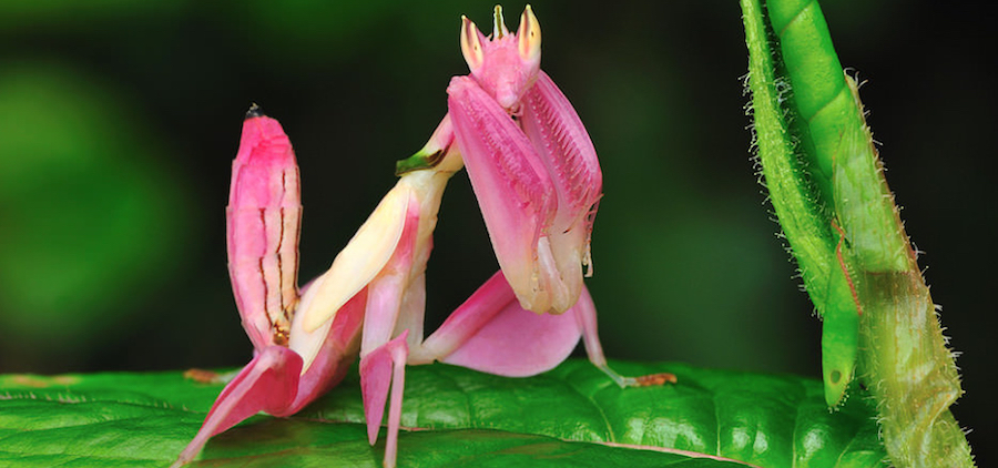 Pink Animals You Probably Haven’t Seen Before | Zestradar