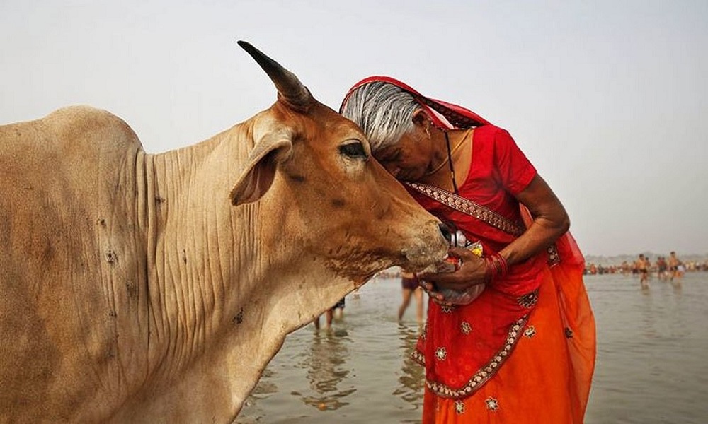 7 Sacred Animals from Around the World | Zestradar