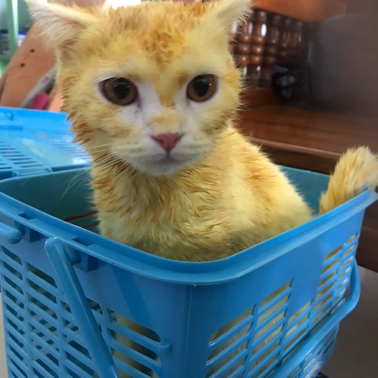 Thai Lady Turned Her Cat Yellow Trying To Save Its Life!