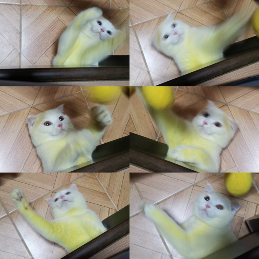 Thai Lady Turned Her Cat Yellow Trying To Save Its Life!