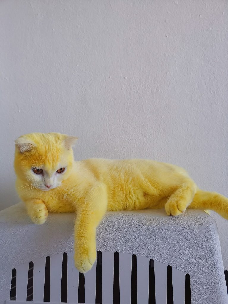 Thai Lady Turned Her Cat Yellow Trying To Save Its Life!