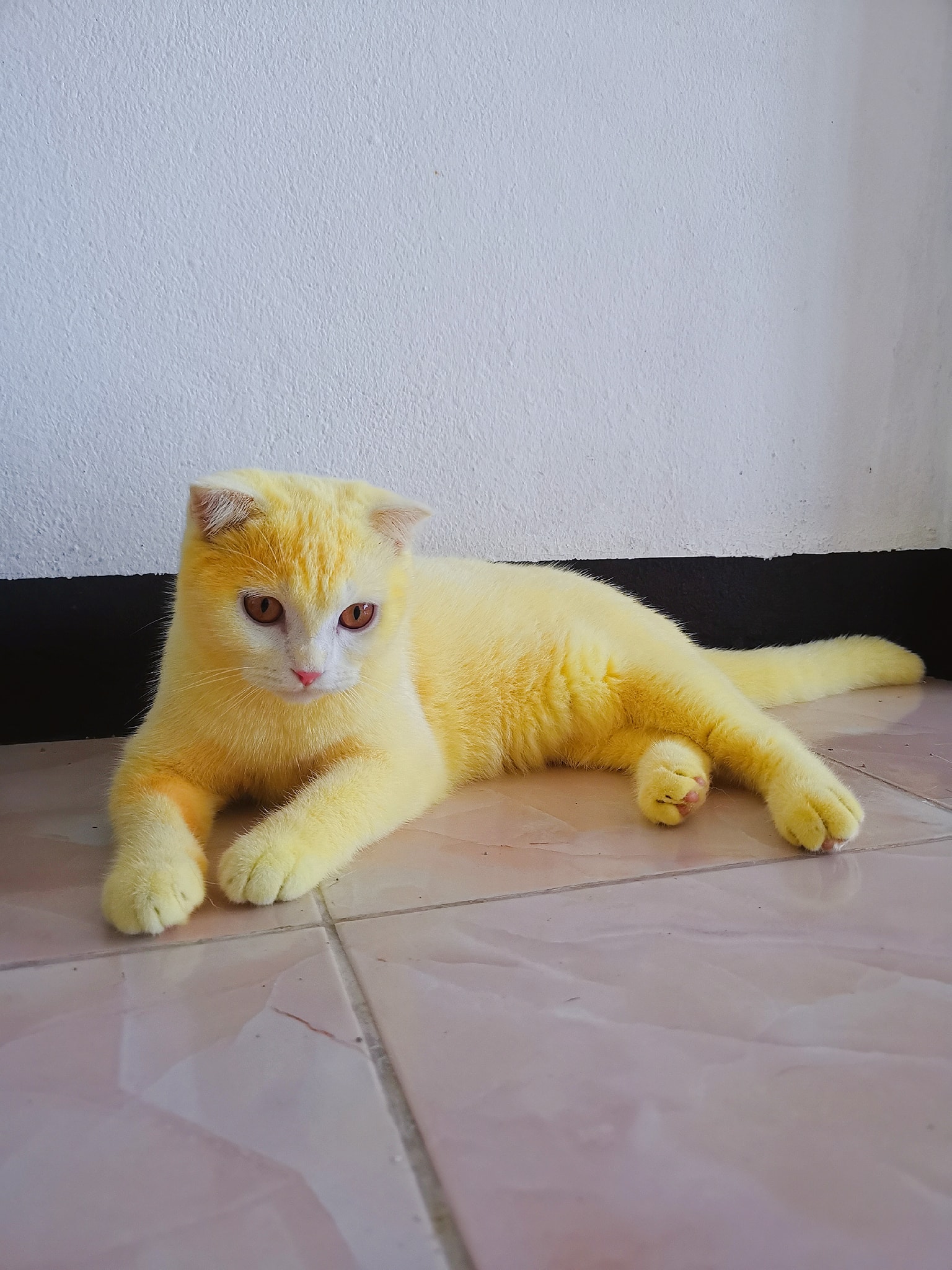 Thai Lady Turned Her Cat Yellow Trying To Save Its Life!