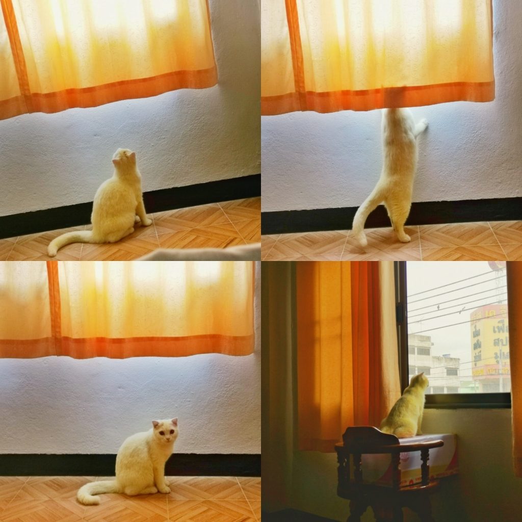 Thai Lady Turned Her Cat Yellow Trying To Save Its Life!