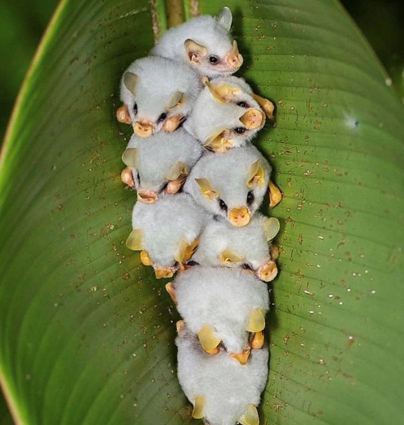 Honduran White Bat | 15 Weird-Looking Animals That Belong in a Sci-Fi Movie | Zestradar