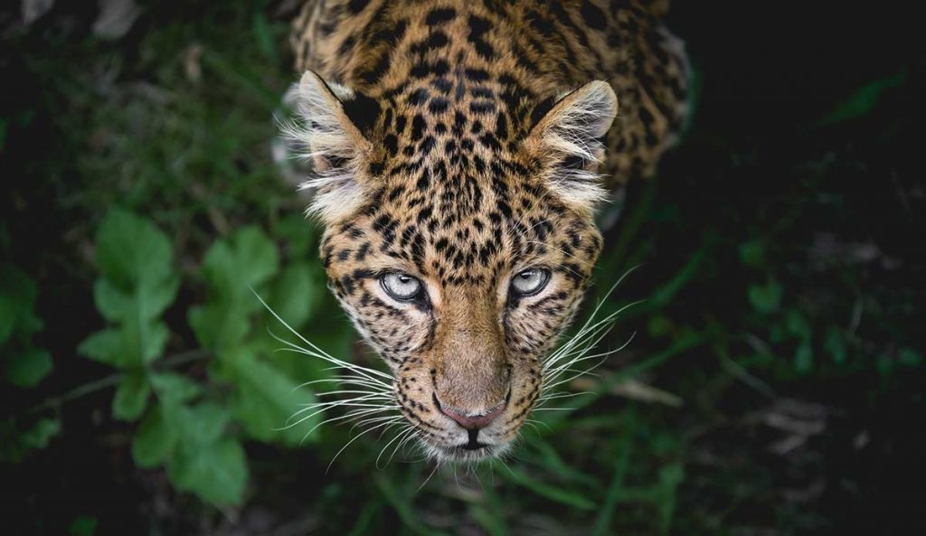 Jaguar (Mexico) | 7 Sacred Animals from Around the World | Zestradar