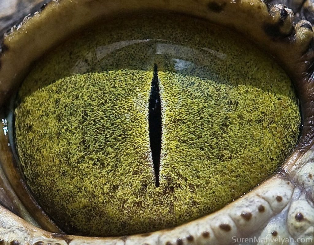 Nile Crocodile | Photographer Reveals Macro Shots of Animal Eyes and They Look Breathtaking | Zestradar