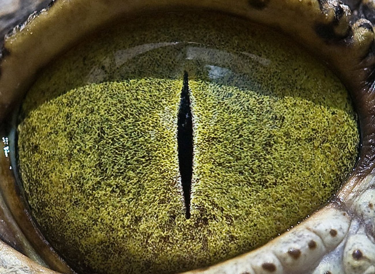 Photographer Reveals Macro Shots of Animal Eyes and They Look Breathtaking | Zestradar