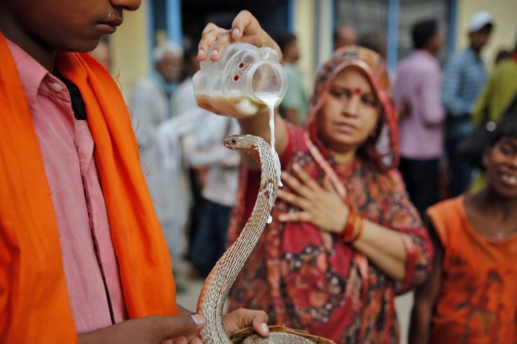 Snake (India) | 7 Sacred Animals from Around the World | Zestradar