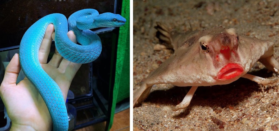 15 Weird-Looking Animals That Belong in a Sci-Fi Movie | Zestradar