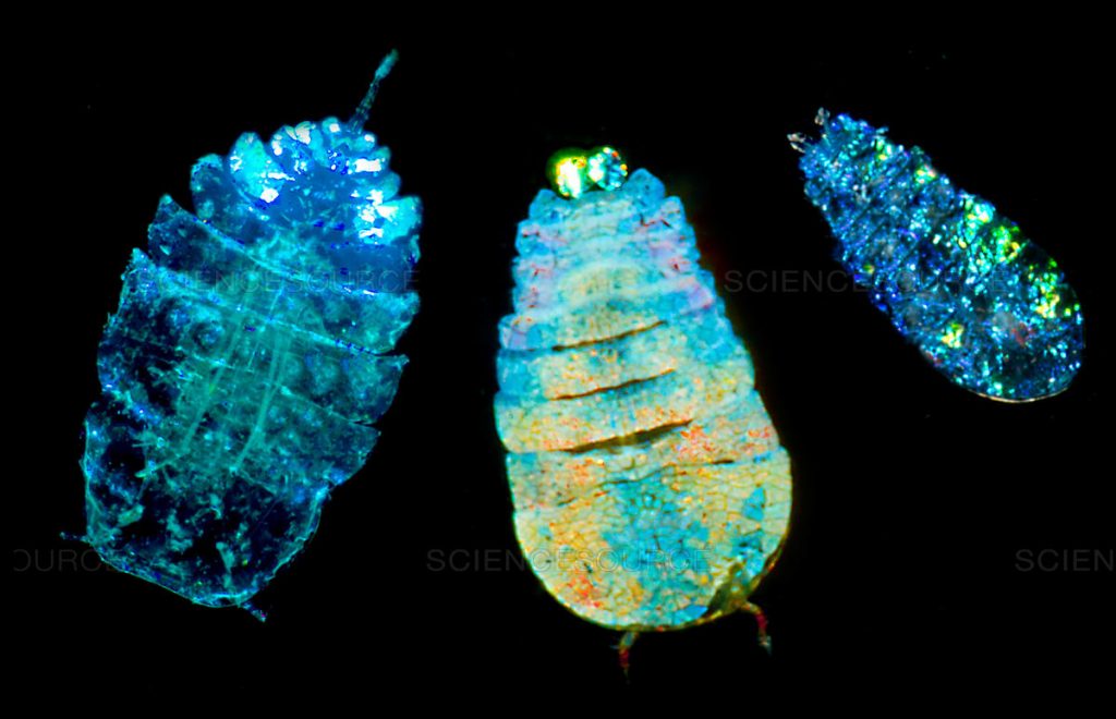 10 Spectacular Glow-in-the-Dark Animals