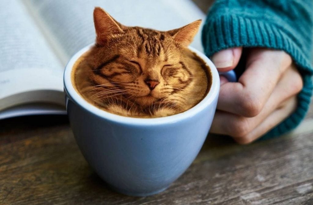 Russian Artist Slaps Cat Faces on Pretty Much Everything!