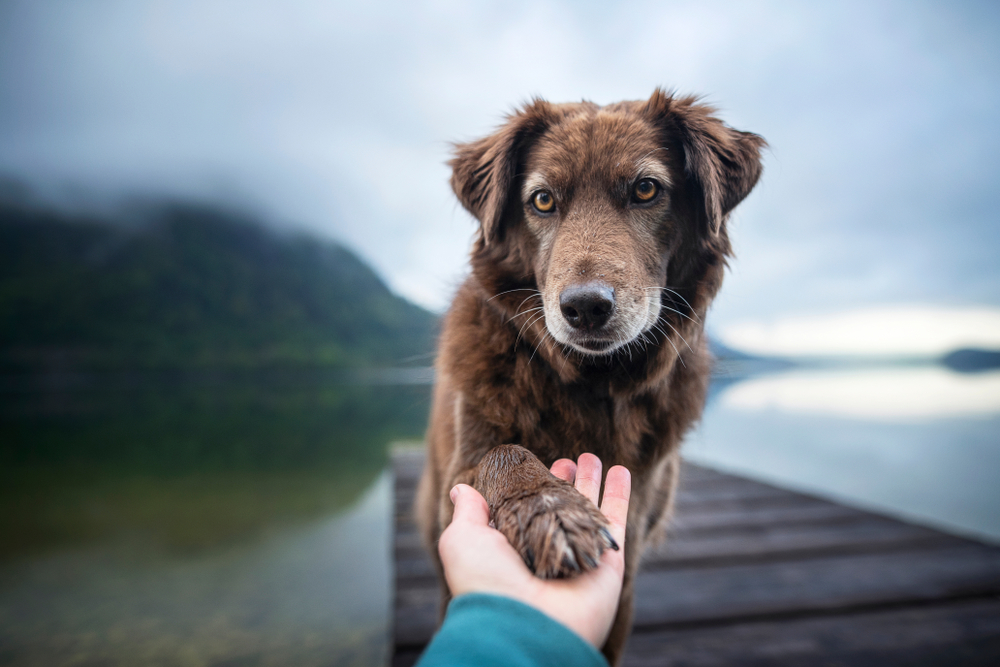 Qual o pet perfeito para você baseado no seu signo do Zodíaco?