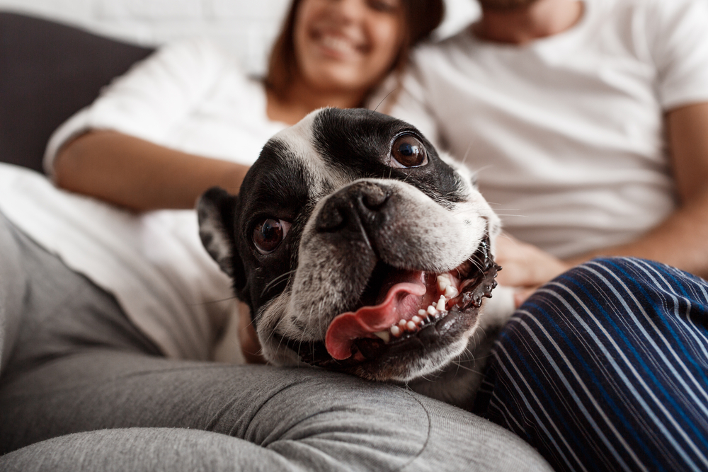 Warum Hunde dich anspringen, wenn du deinen Partner umarmst