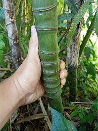 “Cây lạ” giúp “đổi đời”!