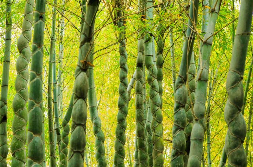 “Cây lạ” giúp “đổi đời”!