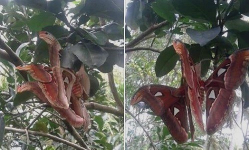 Chú bướm lạ có 3 đầu rắn xuất hiện khiến thanh niên hoảng sợ và sự thật không ngờ đằng sau!