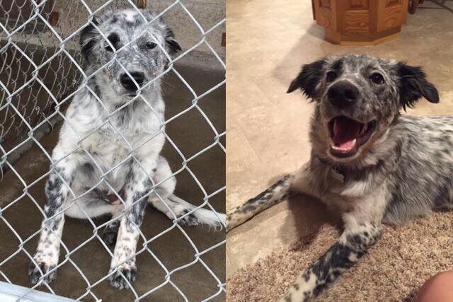 Rescue Dog Pictures Before and After Adoption That Will Restore Your Faith In Humanity
