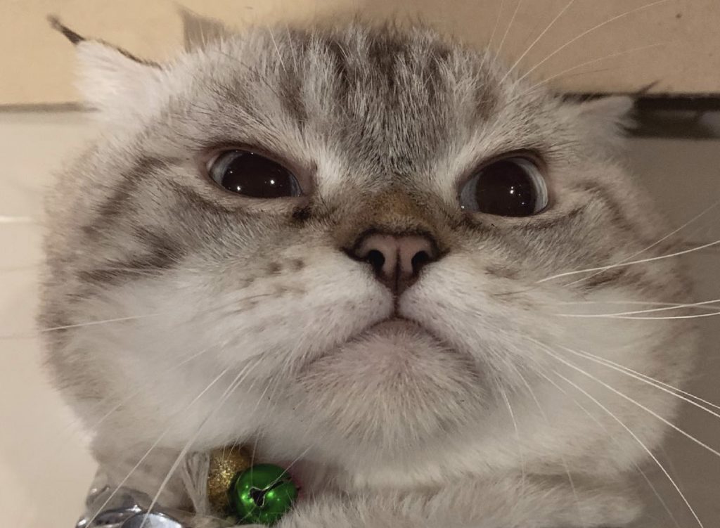 7 น้องหมา และน้องแมวเซเล็บชื่อดังที่คุณไม่ควรพลาด