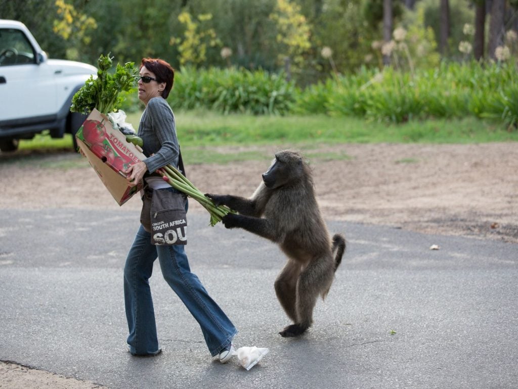8 Wild Animals Invading Our Cities